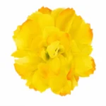 juukseklamber-paikesekollane-lilleois-90545UK0019E4.webp